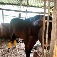 suicidio.horse