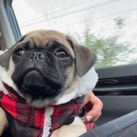 pug.benito