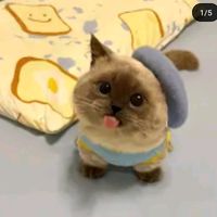 bonny_bunnytkled