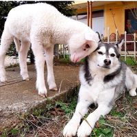 protectmekosova