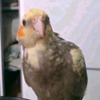 manuellalessa6
