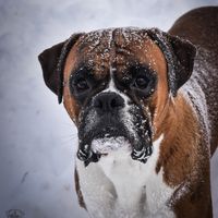 mugsie.the.boxer