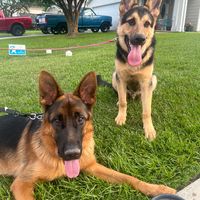 germanshepard_duo_