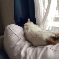 patitas92529
