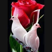dianita.juc