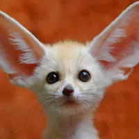 original sound - curiosidad.animal1