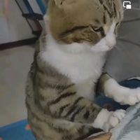 original sound - Justforentertain