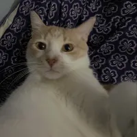 şuna bi zincir mincir takın