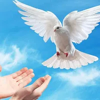 original sound - videosreligiosos2552