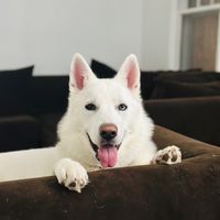 liahthehuskygirl