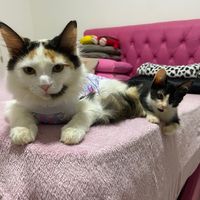 ailaejoao_osgatos