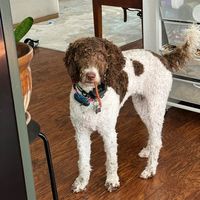 original sound - Popchiechie