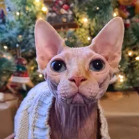 original sound - sphinx_cat_phoenix