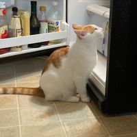 rasvader_cat