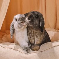 boozybunnies