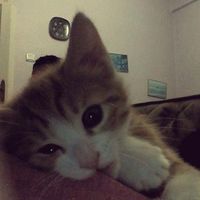 ash_0848