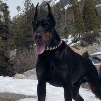 arcangeldobermans