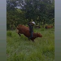 cocvictor2736