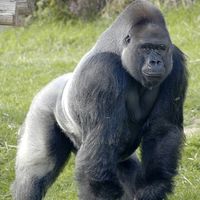 thebiggorillaman