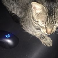 som original - Wolff