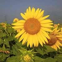 original sound - tehniswa