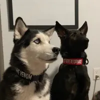 original sound - daretodeviate