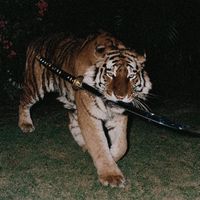 Cater 2 Playing Games