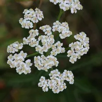 original sound - silmara.rodrigues960