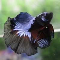 kiko.betta