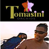 tomasiniorchids