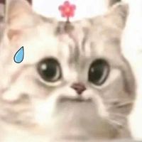 原聲 - 一隻大羽毛啦~(๑•̀ᄆ•́ฅ)