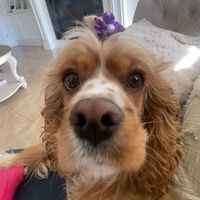 beyathespaniel