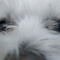 asianeli4