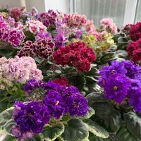flowerworkshop_kz