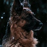dogss.rpg