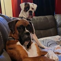 6_boxer_dogs