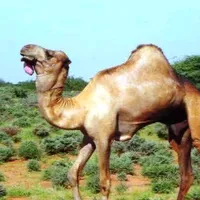 original sound - mahad_muxumed