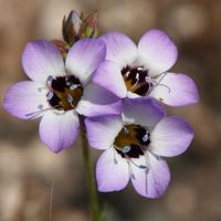 wildfloweryard