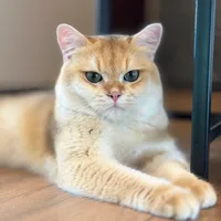 original sound - coffee.lovelycat