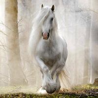 wonderful._.horses._