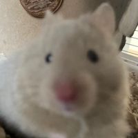 _charlie.the.hamster_