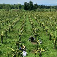 original sound - Farm337