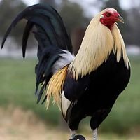 lineasdegallos.kelson