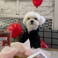 cooper_maltese