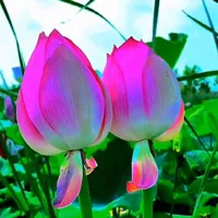 original sound - linguzlgmve