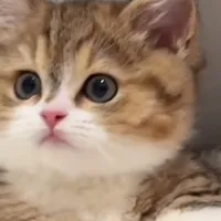 original sound - hxgh086