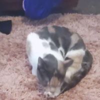 thecatsofthefaimly
