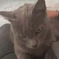 original sound - milancitonex