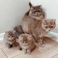 original sound - kedidoluyasam