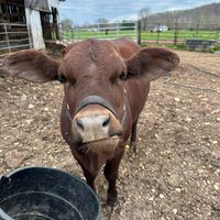 rebasfarmfriends